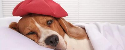 狗狗感冒恢复护理方法，一定要注意给狗狗保暖