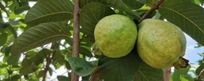 番石榴的种植方法,施肥时建议增施有机肥