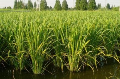 茭白怎么种植才能高产，关键是要进行水旱轮作