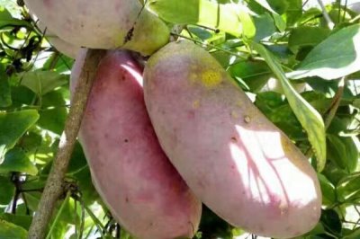 木通什么时候种，栽种时间在4-10月