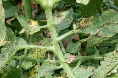 番茄灰叶斑病的症状,叶面会布满暗色的小斑点