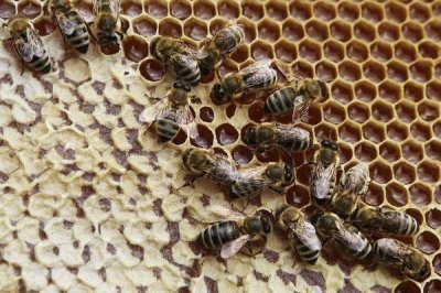 蜜蜂常见病虫害和防治方法，常见的病虫害有囊状幼虫病、爬蜂病、白垩病