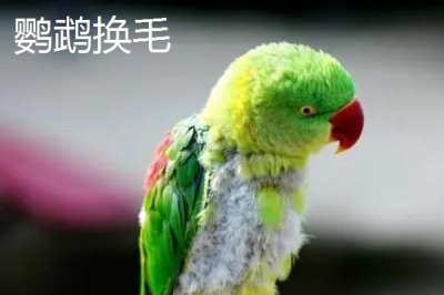 高趴低趴是指什么，前者指浅色毛较多的鹦鹉、后者指深色毛较多的鹦鹉