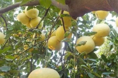 采摘柚子之后怎么管理,可在根部周围填埋农家粪肥