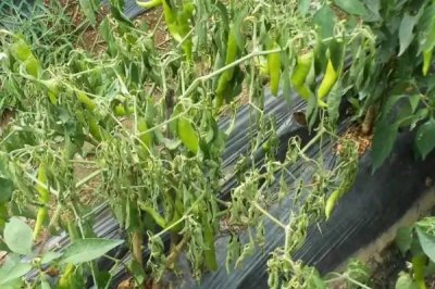 发生土传病害的原因，多年连作、大量使用化肥和农药均会引发病害