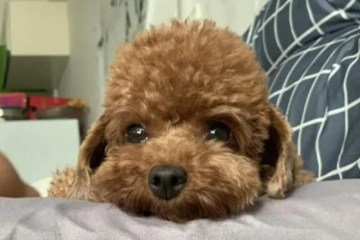 泰迪不吃东西怎么办,可以换一些清淡美味的食物