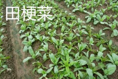 蔬菜的种植成本和利润,一亩蔬菜大棚所需成本为7000元左右