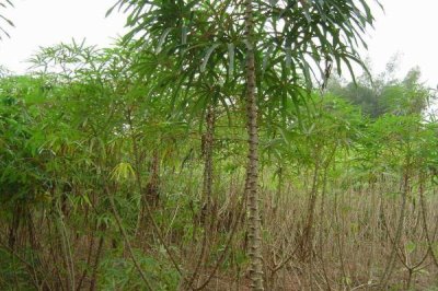 木薯施肥方法,块根膨大期应主施钾肥