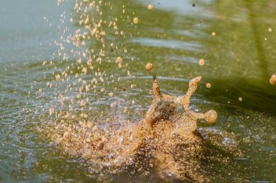 钓翘嘴鱼的技巧,主要以小鱼、小虾等活物为食