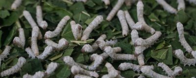 养蚕的注意事项,一定要选择新鲜的桑叶