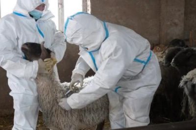 新手养羊要注意什么,分群饲养并做好免疫接种等工作