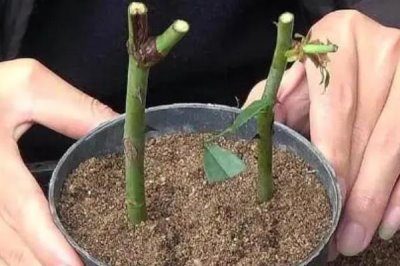 月季花的扦插方法,适宜在早春或者晚秋时节进行