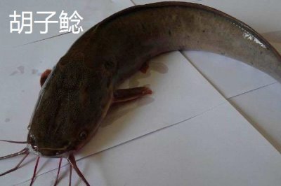 鲶鱼喜欢吃的食物是什么，喜欢吃小型鱼类、虾类、软体动物、水生昆虫等食物