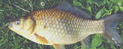 鲫鱼的食物,蚯蚓、螺肉、馒头、蛋黄等食物均可饲喂