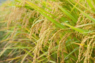 九优皖占水稻种子简介，一般6月下旬—7月上旬播种