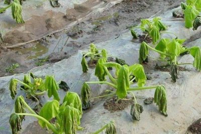 瓜类作物茎基部频繁开裂的原因,过量使用氮肥会降低表皮韧性、导致茎秆开裂