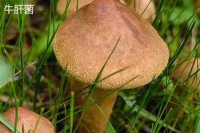 食用菌的种植市场,在我国市场需求大
