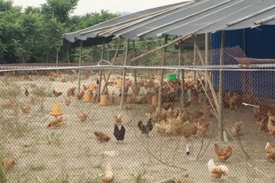 围湖造田的危害，会严重破坏生态平衡