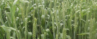 宁洪麦452小麦品种简介，中抗黄花叶病毒病