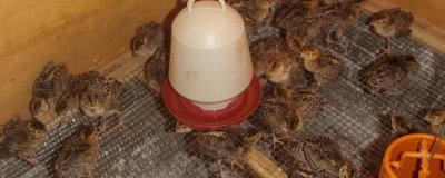 山鸡幼崽养殖方法,要控制好饲养密度