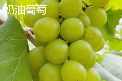 葡萄什么季节成熟,南方地区通常在6-7月份成熟