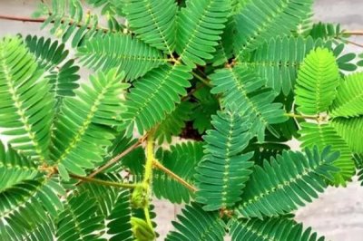 如何种植含羞草种子，可采用直播覆土的方法