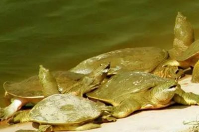 山东龙口市的特产，龙口烤画的收藏和艺术价值较高