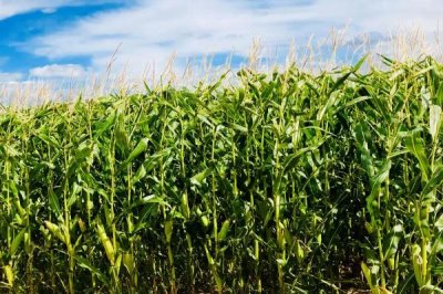 豫单1881玉米品种简介,注意防治瘤黑粉病