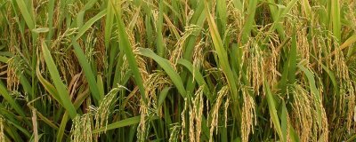 巨基5号水稻种子特点，该品种主茎11片叶