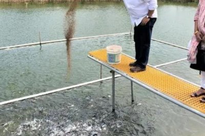 养鸡场鸡粪怎么处理,一般作肥料使用