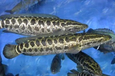 黑鱼是海水鱼还是淡水鱼,是一种淡水底栖性的鱼类