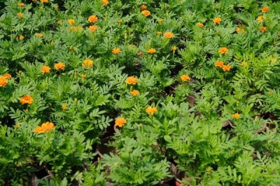 万寿菊怎么种植,苗龄达到40天才能移栽