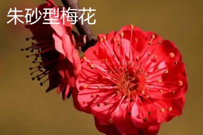 红梅的品种,品种较多各有特点