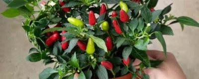 朝天椒盆栽种植技术,春季盆栽适宜播种期为3月中下旬