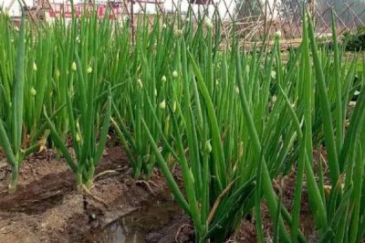 大葱高产施肥方法,播种前可将全部磷肥深施入土
