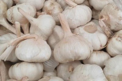 金乡大蒜什么时候收获,叶子开始转黄时进行收获