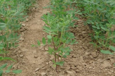 黄芪种植中常见的问题，注意避免以下四点