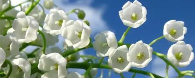 铃兰花苗的价格,因规格不同而有所差异