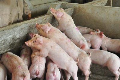 猪拉稀用什么药物可以快速痊愈，健胃消食片、痢玛停等药物均可选用