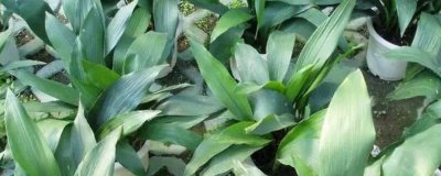 一叶兰叶子发黄的原因及解决办法,可能是光照过烈或过少等