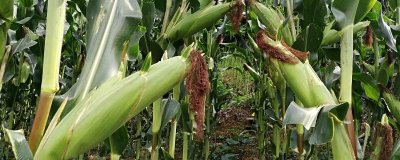 荃科932玉米品种简介,中抗灰斑病