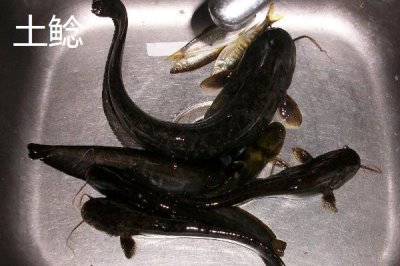 鲶鱼喜欢吃的食物是什么，喜欢吃小型鱼类、虾类、软体动物、水生昆虫等食物