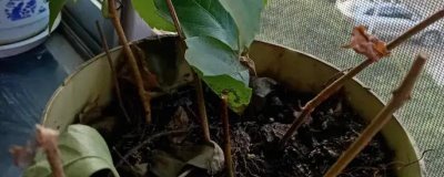 爬山虎的种植方法，硬枝扦插于3-4月进行