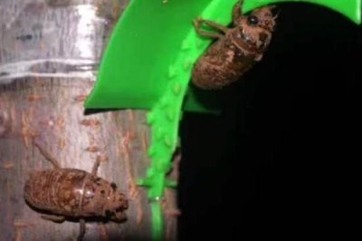 金蝉的养殖周期,一般为2-3年左右