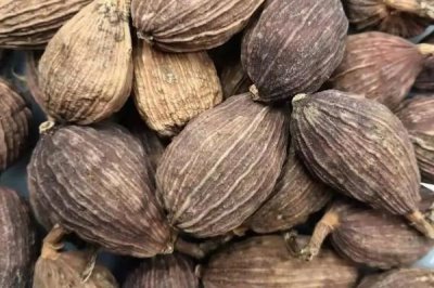 草果简介,是著名的药食两用中药材