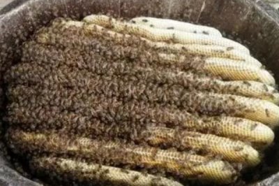 中蜂秋季管理的重点,重点工作是秋繁