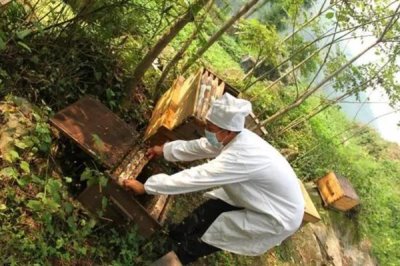 蜜蜂一年能取几次蜜,中蜂一般一年取1-2次