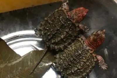 3cm小鳄龟容易养吗，饲养难度小