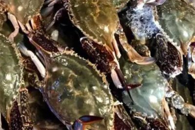 梭子蟹一年有几次渔期，每年春季、秋季各有一次渔期