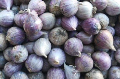 独头蒜为什么比普通大蒜贵,大蒜素含量要比普通大蒜高